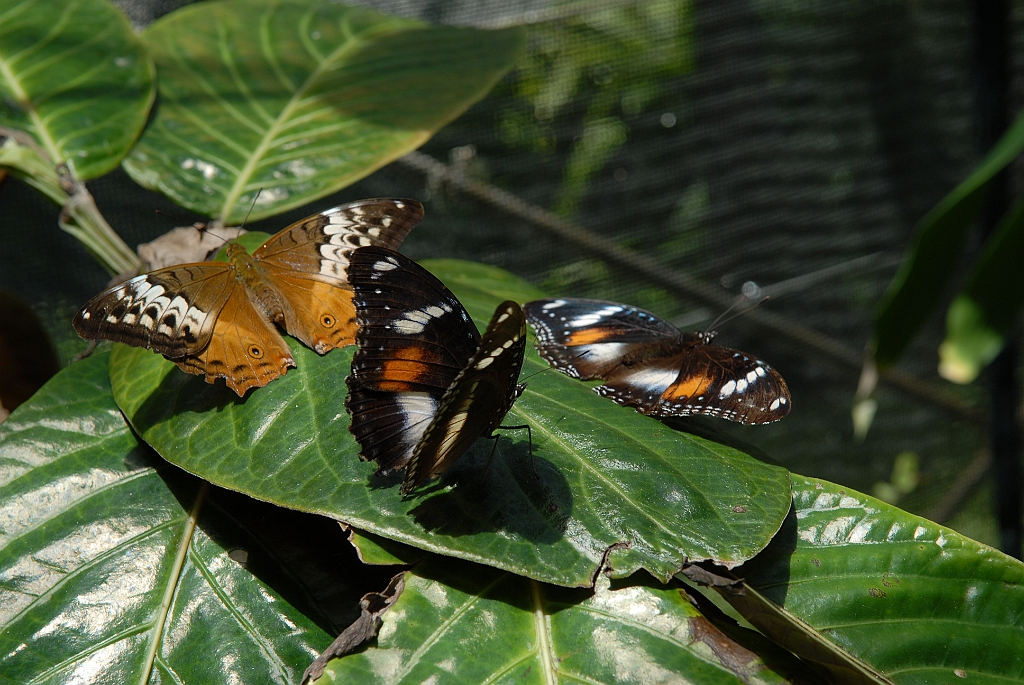 0679 Butterfly Sanctuary Kuranda.jpg